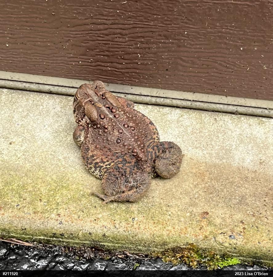 Eastern American Toad