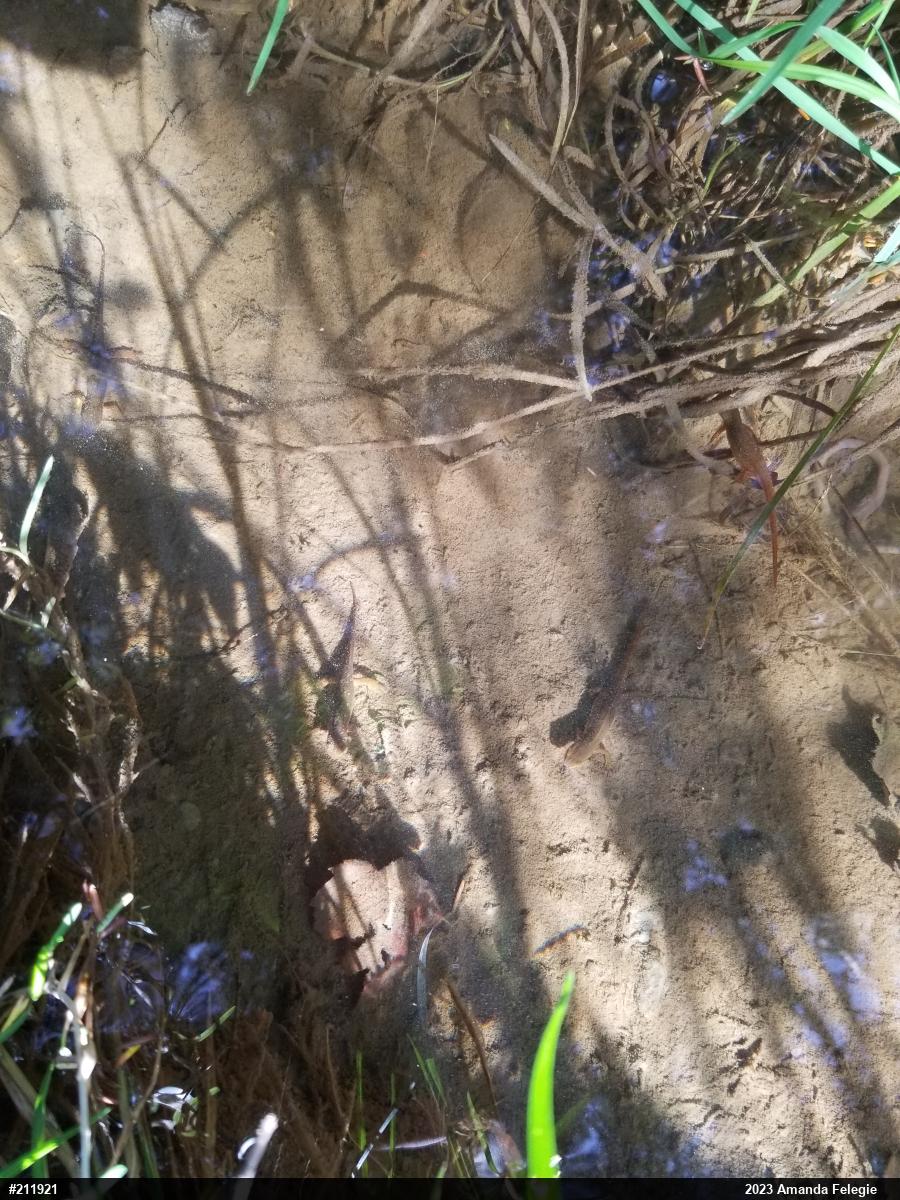 Red-spotted Newt