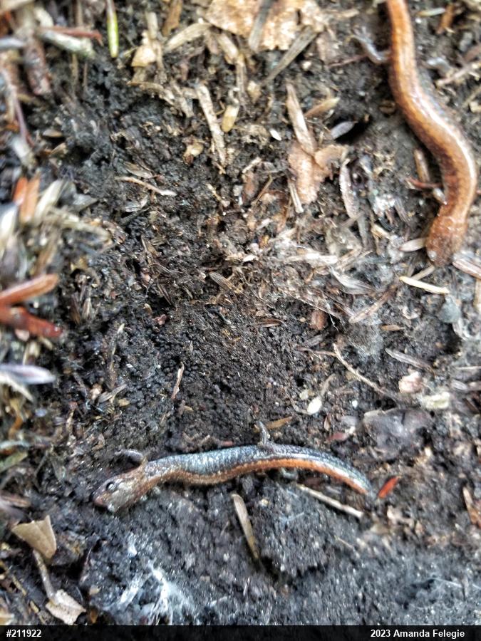 Eastern Red-backed  Salamander