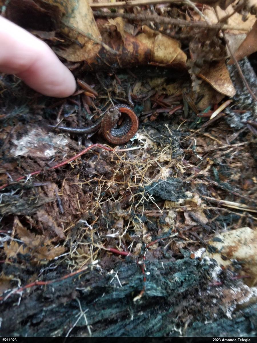 Eastern Red-backed  Salamander