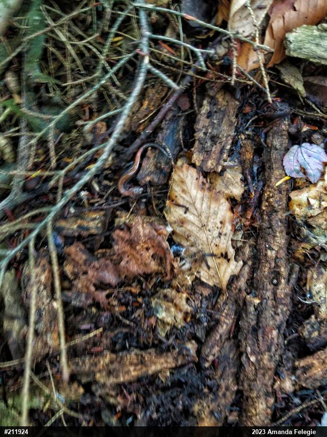 Eastern Red-backed  Salamander