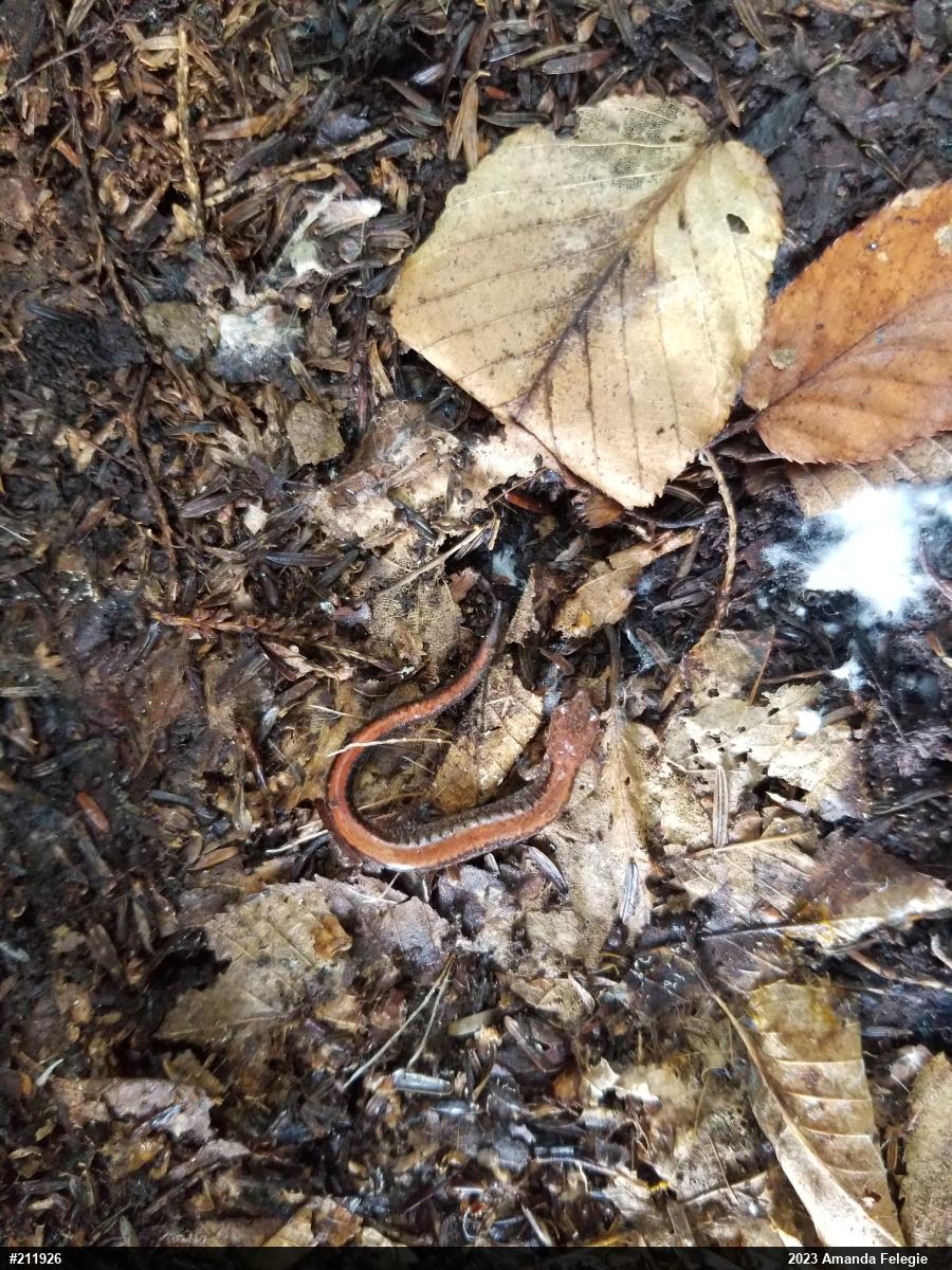 Eastern Red-backed  Salamander
