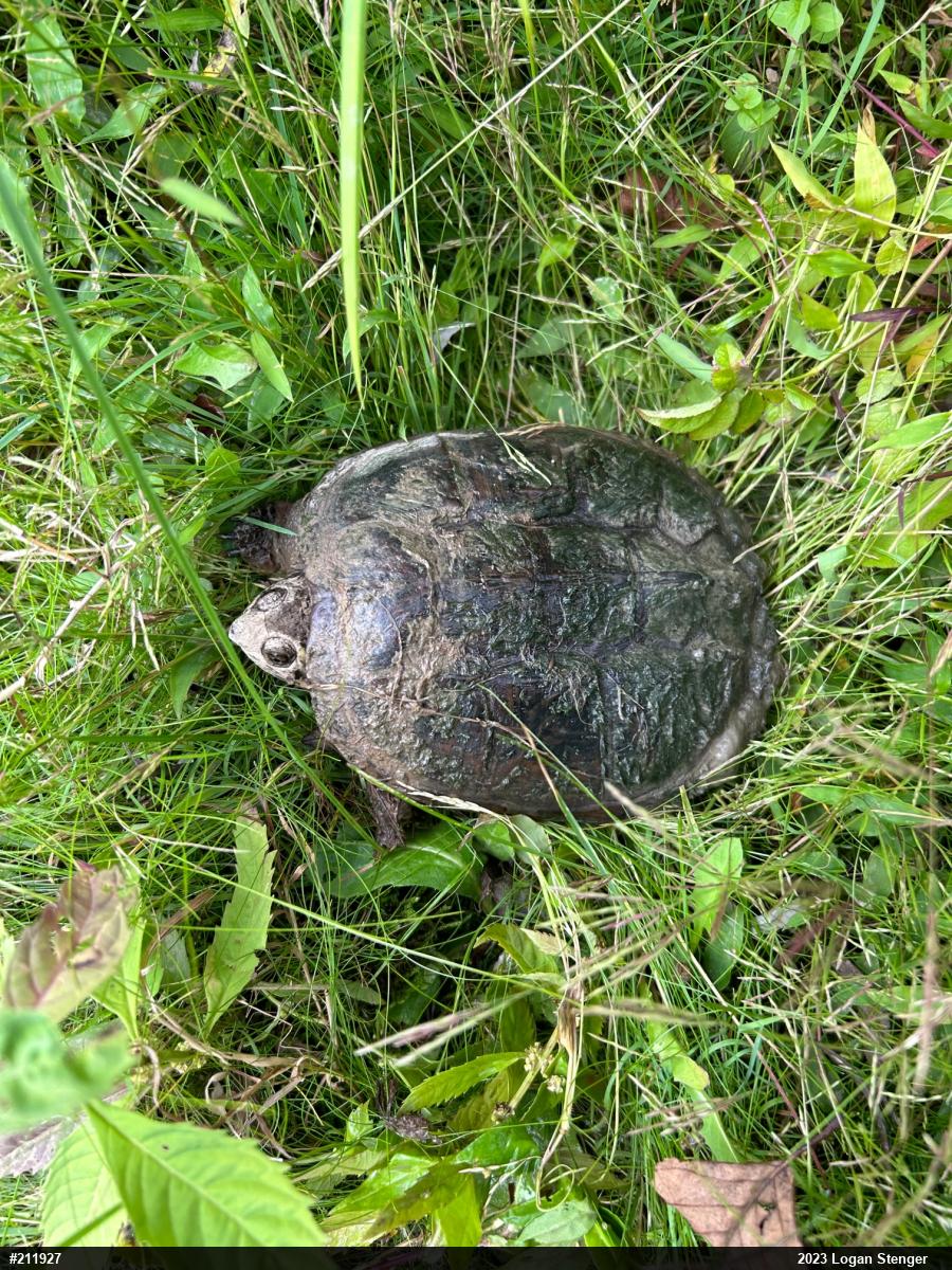 Snapping Turtle