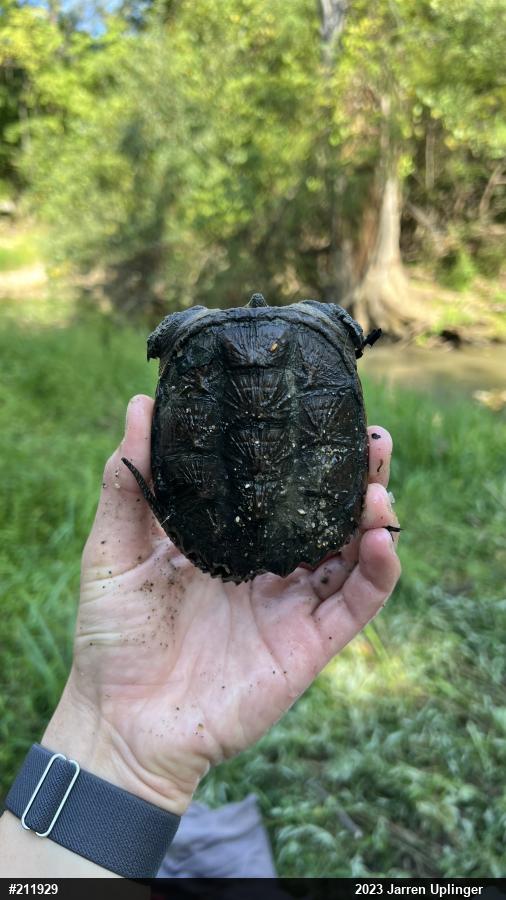 Snapping Turtle