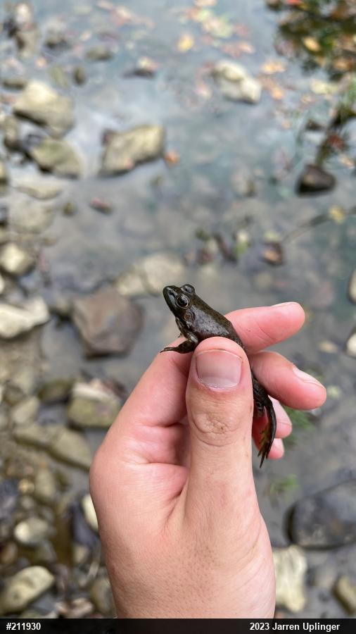 American Bullfrog