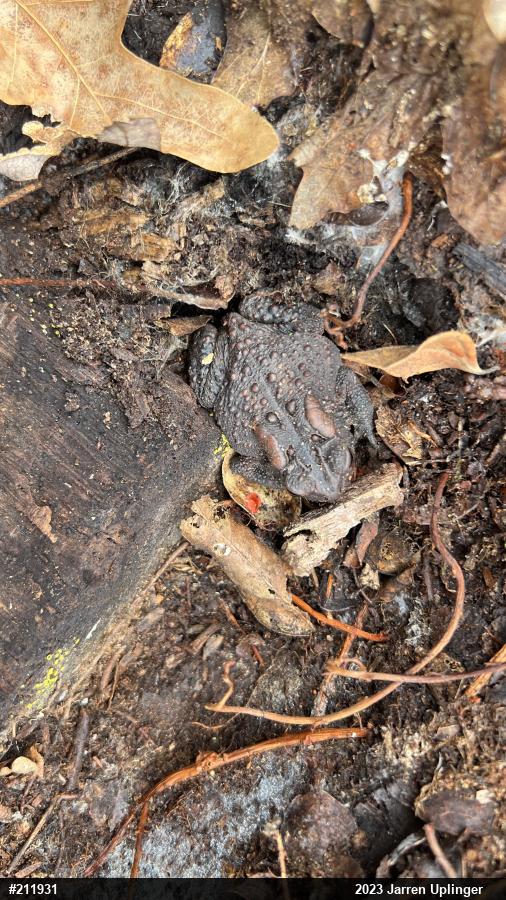 Eastern American Toad