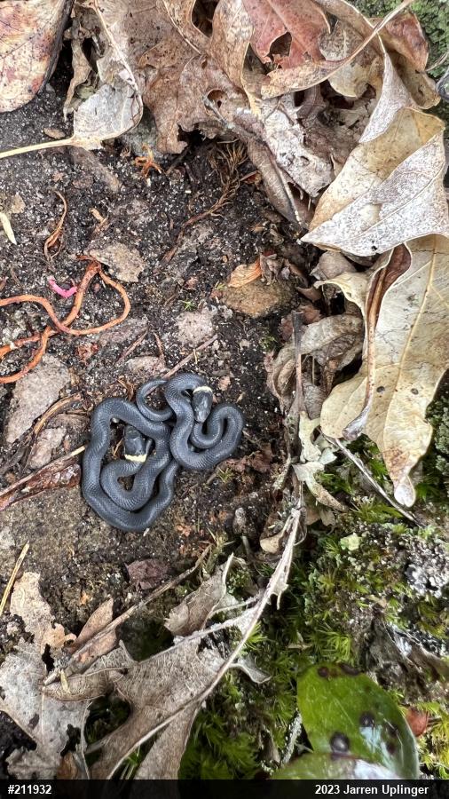 Northern Ring-necked Snake