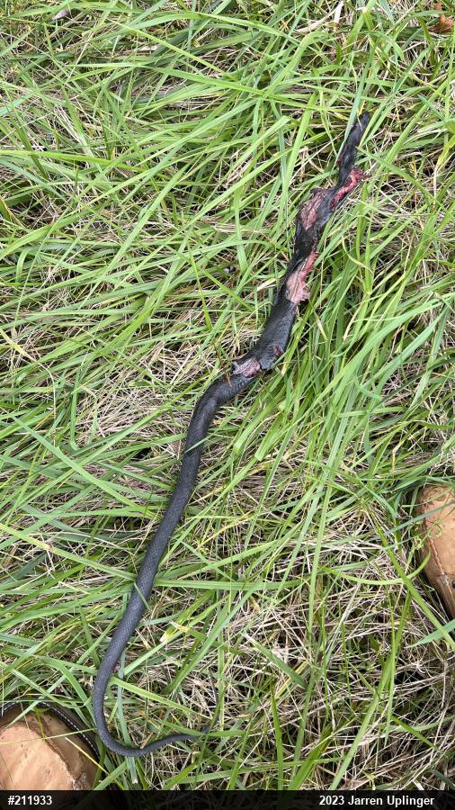 Northern Black Racer