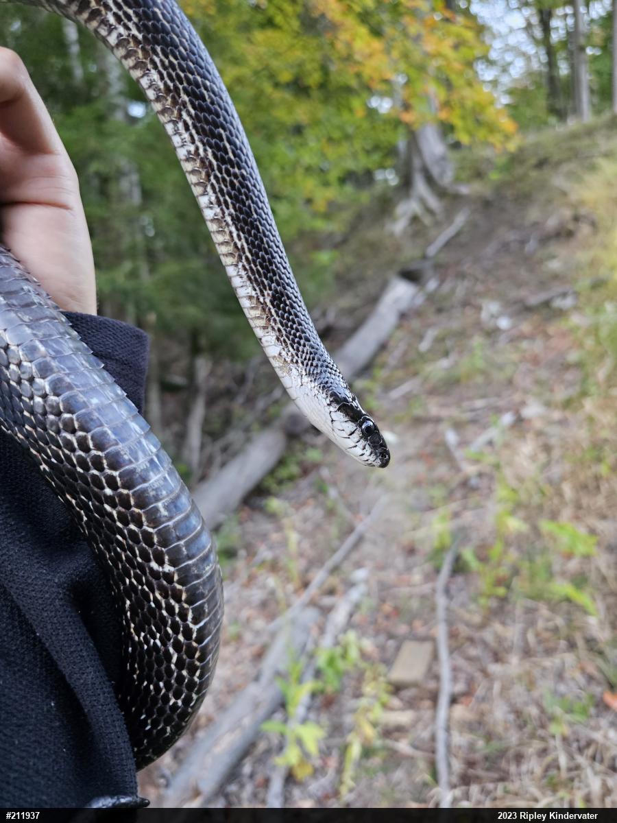Eastern Ratsnake