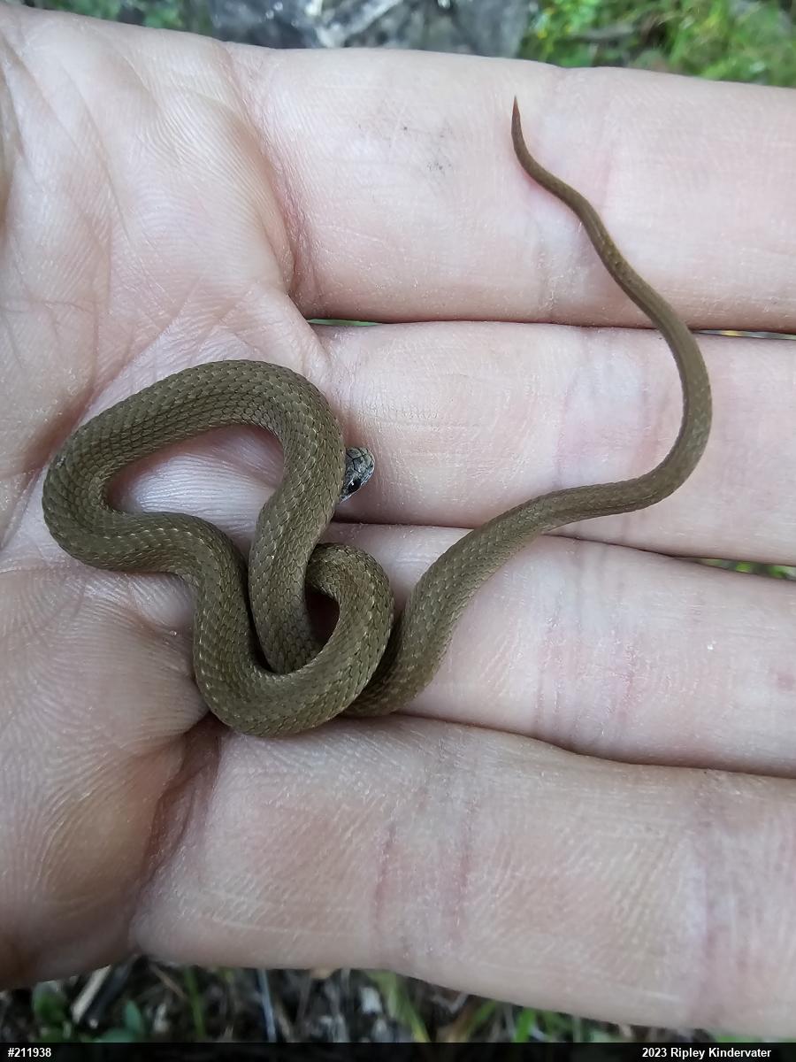 Red-bellied Snake