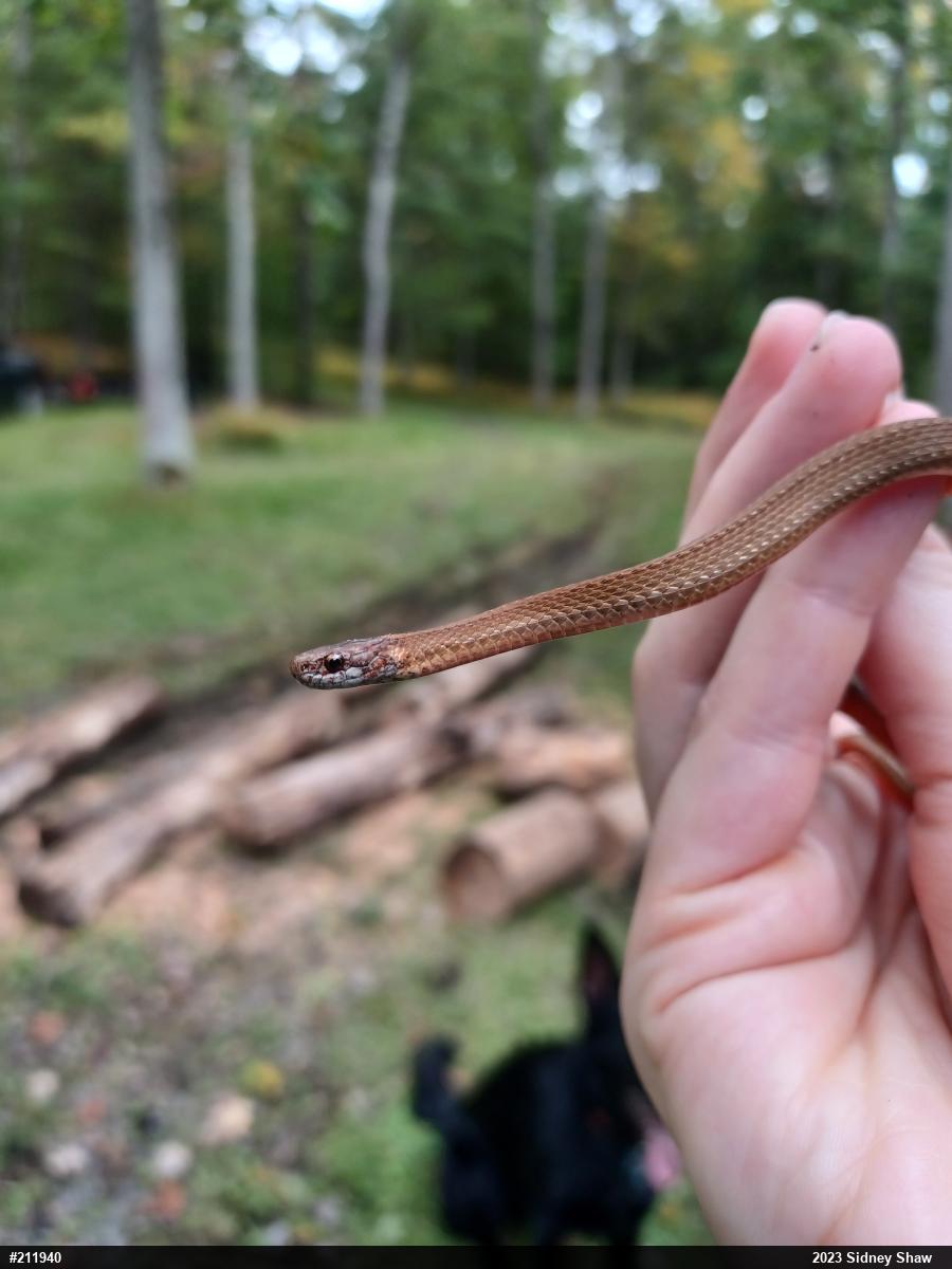 Red-bellied Snake
