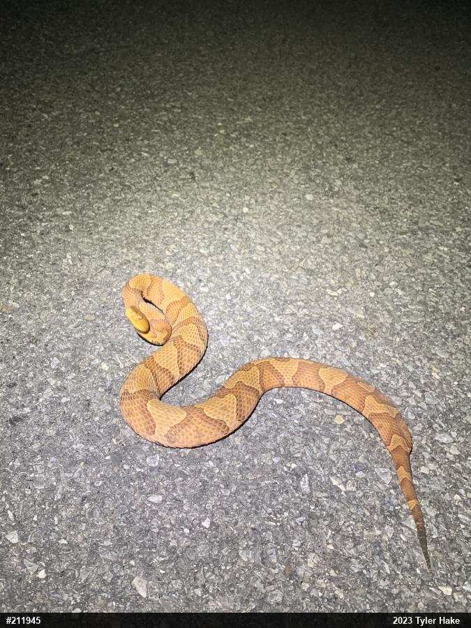 Northern Copperhead