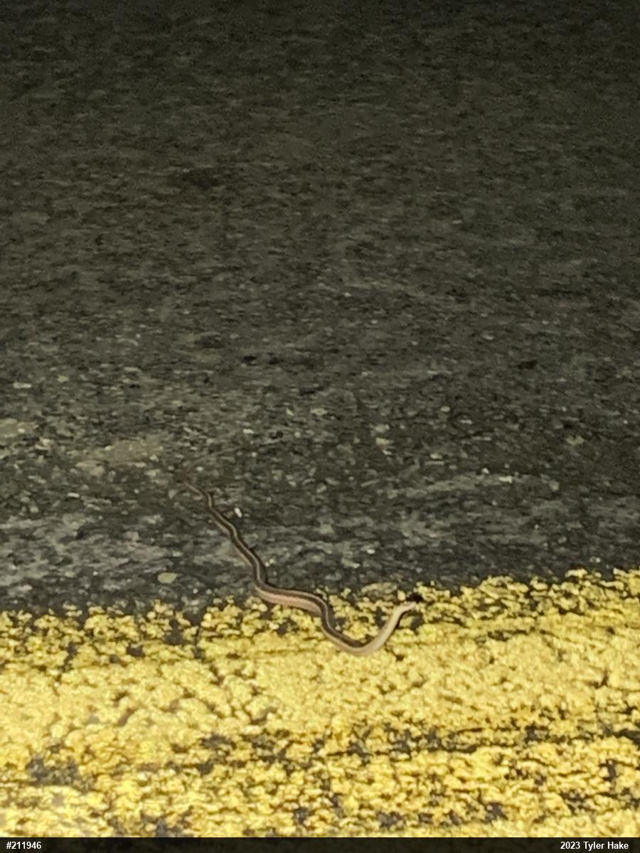 Eastern Gartersnake