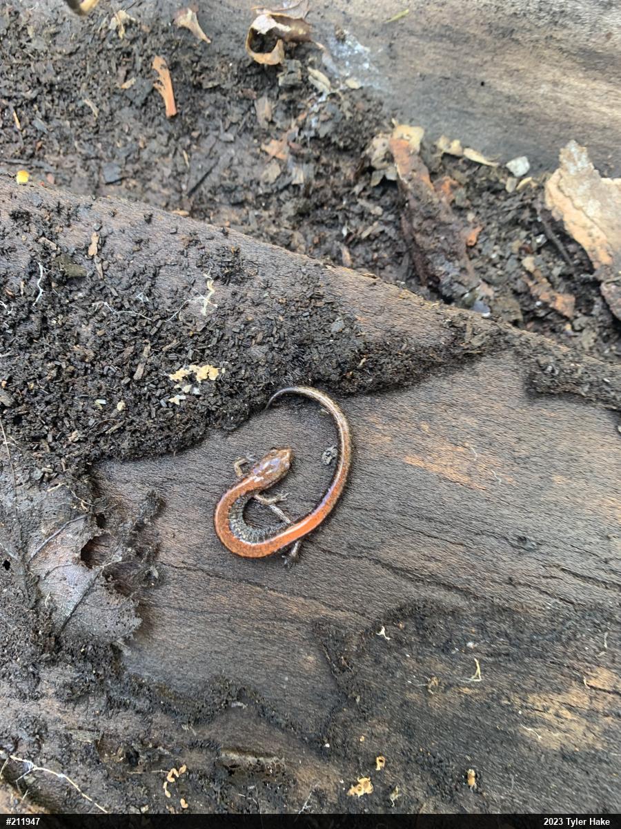 Eastern Red-backed  Salamander