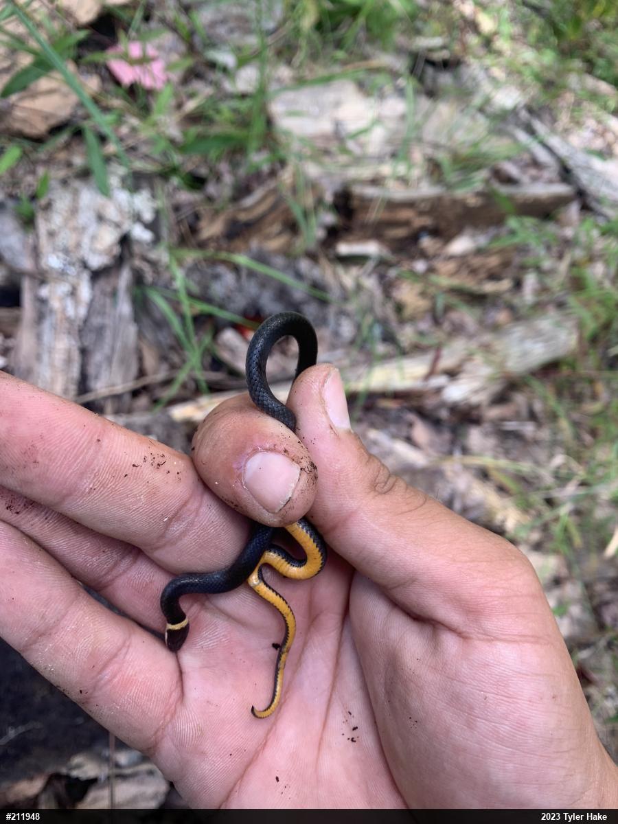 Northern Ring-necked Snake