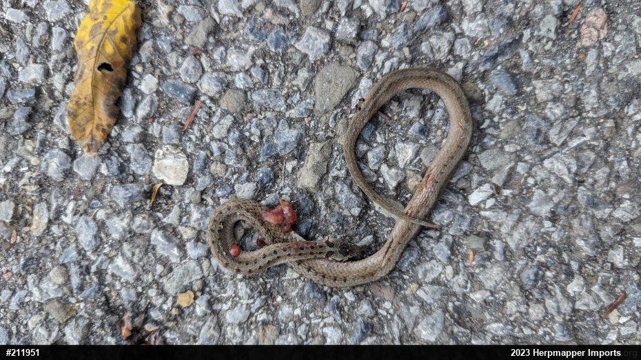 Dekay's Brownsnake