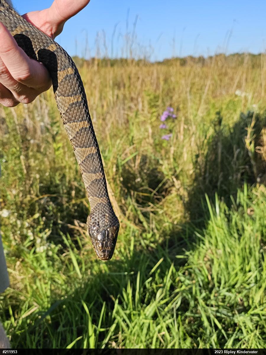 Northern Watersnake