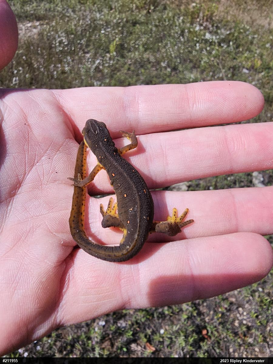 Red-spotted Newt