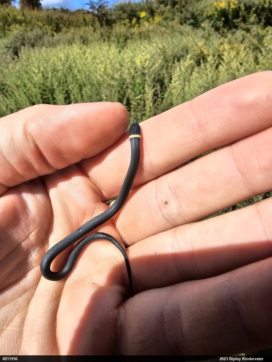 Northern Ring-necked Snake