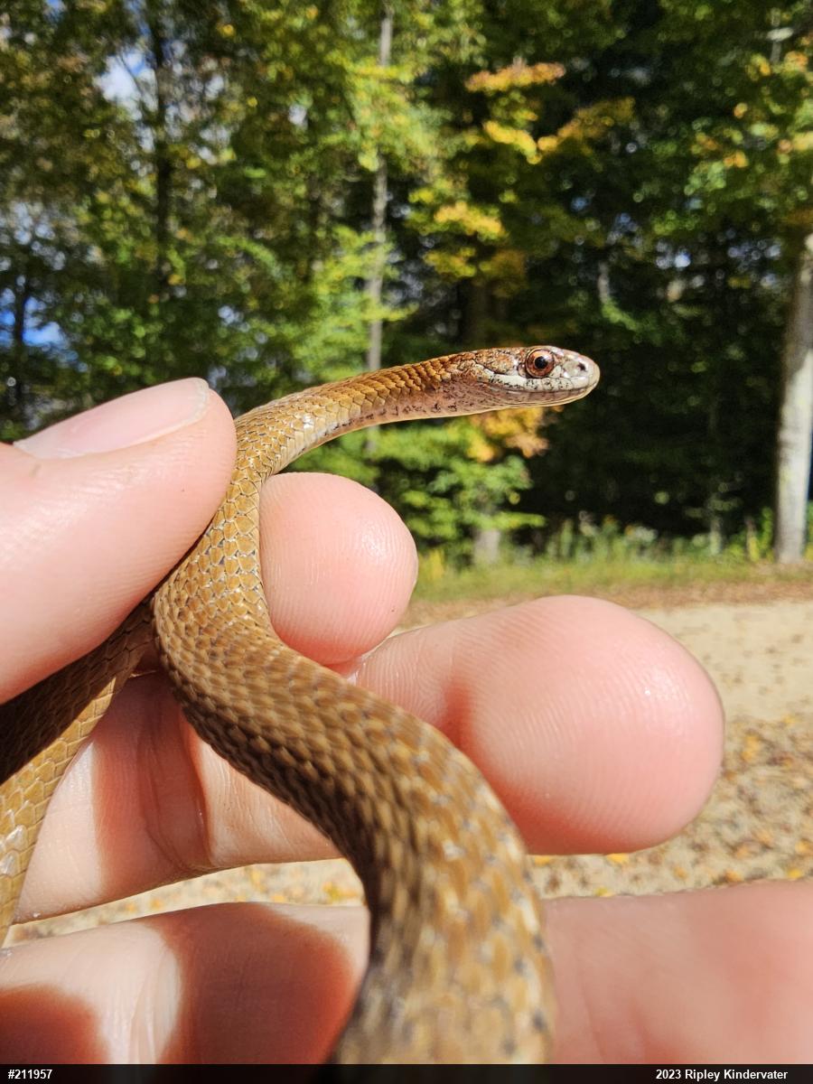 Red-bellied Snake