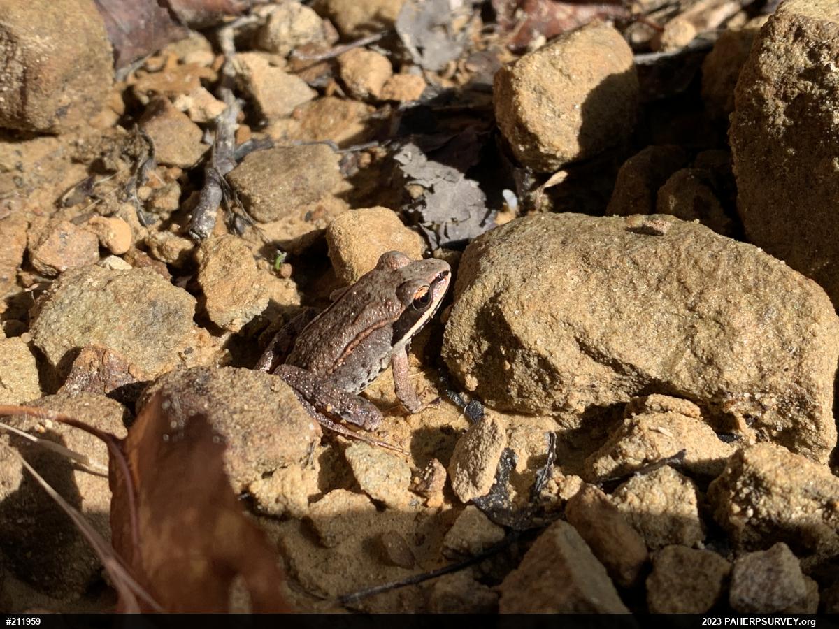 Wood Frog
