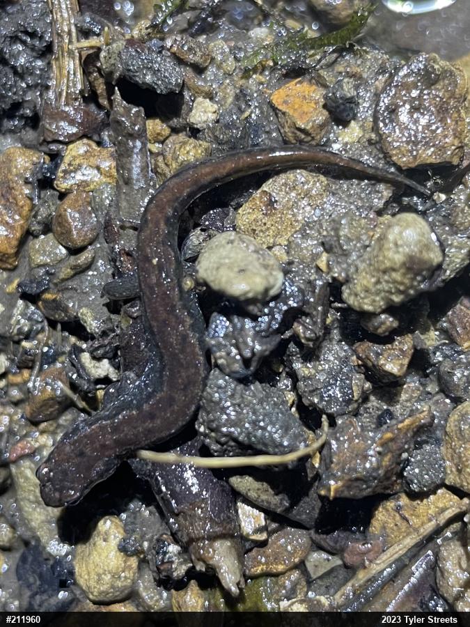 Northern Dusky Salamander