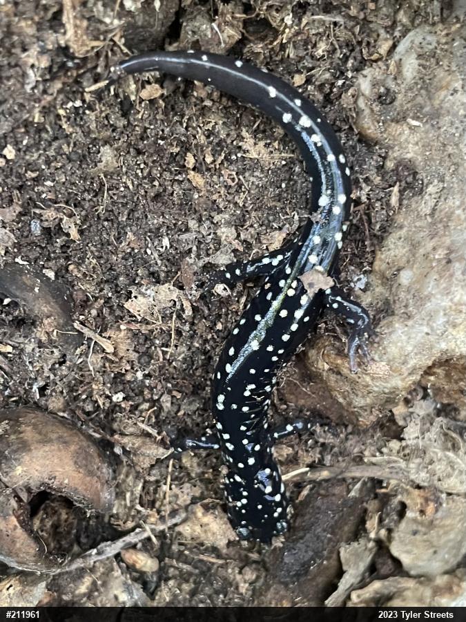 Northern Slimy Salamander