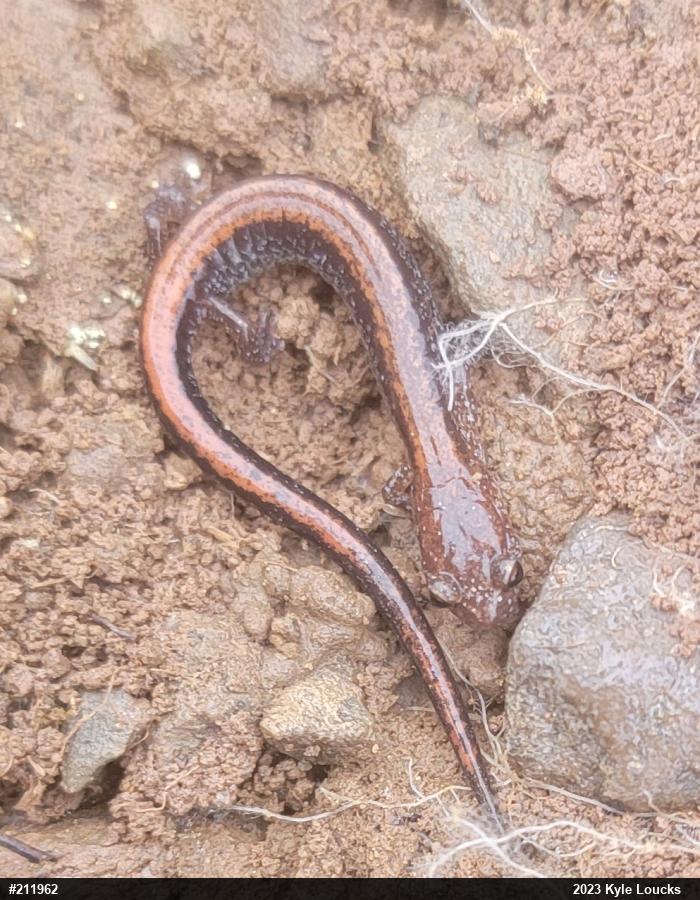 Eastern Red-backed  Salamander