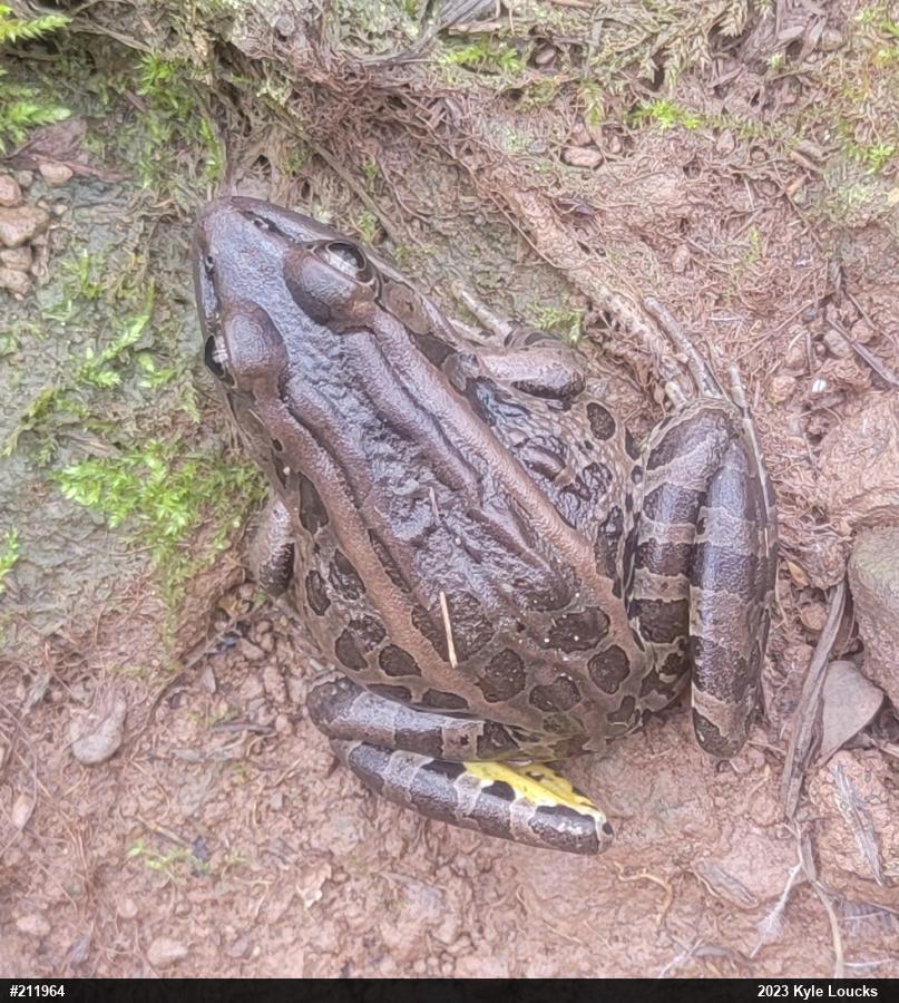 Pickerel Frog