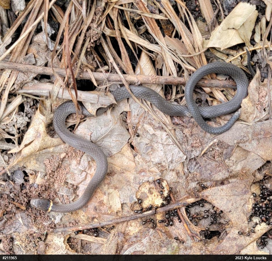 Northern Ring-necked Snake