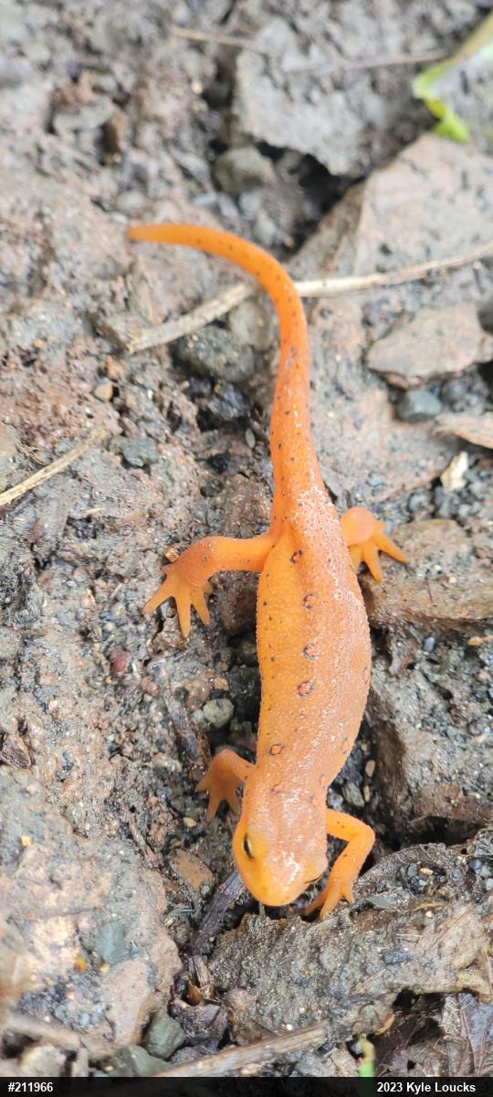 Red-spotted Newt