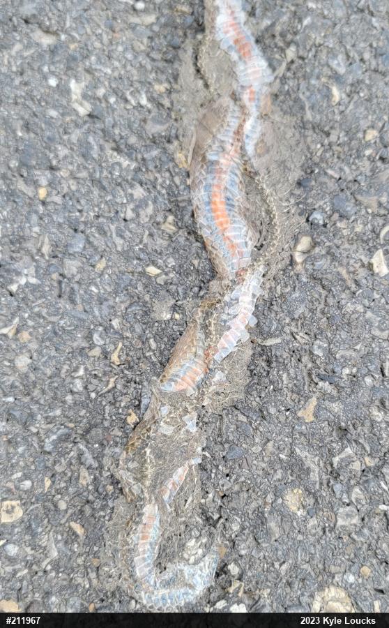 Red-bellied Snake