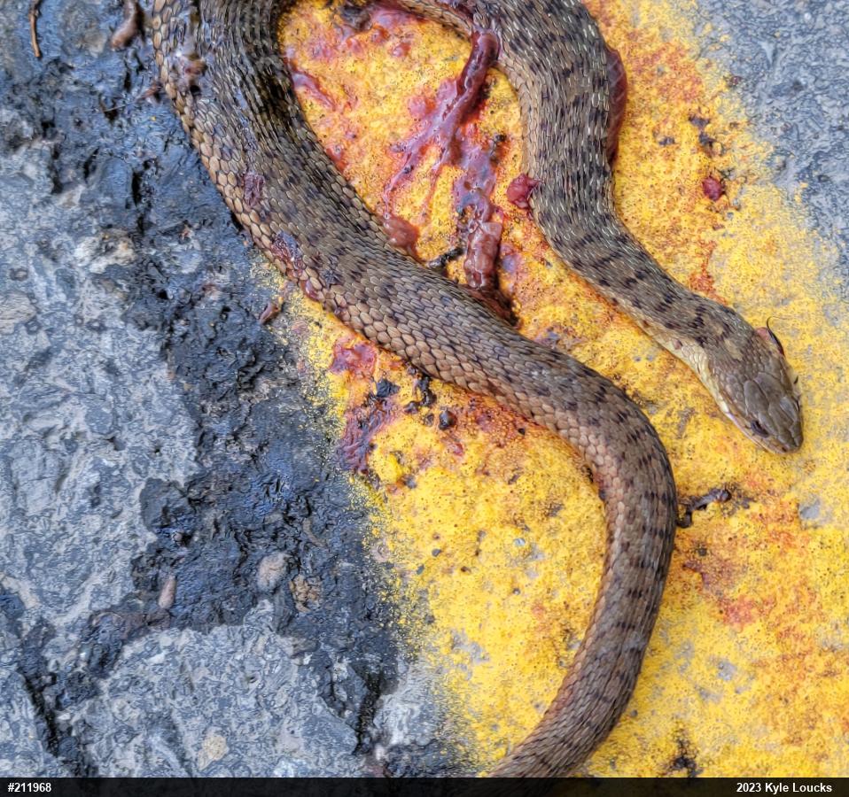 Eastern Gartersnake