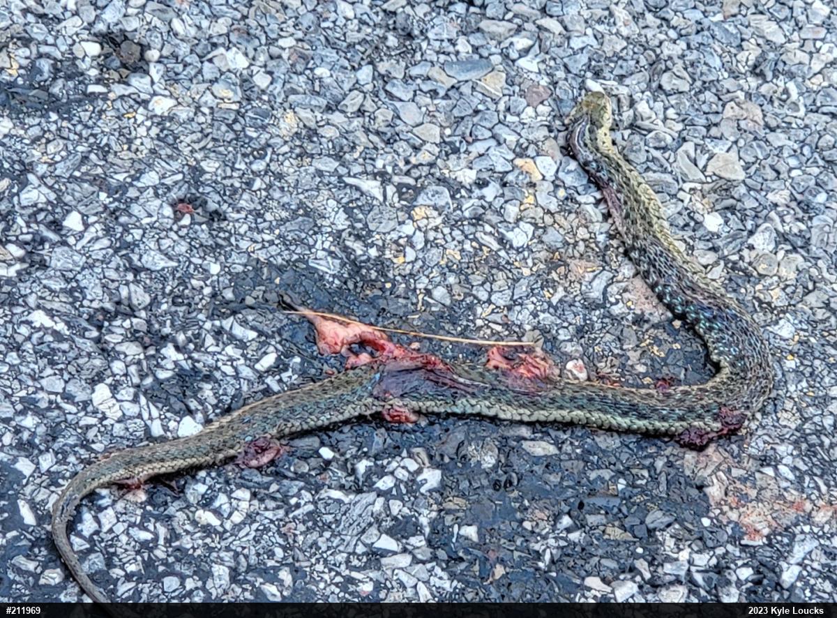 Eastern Gartersnake