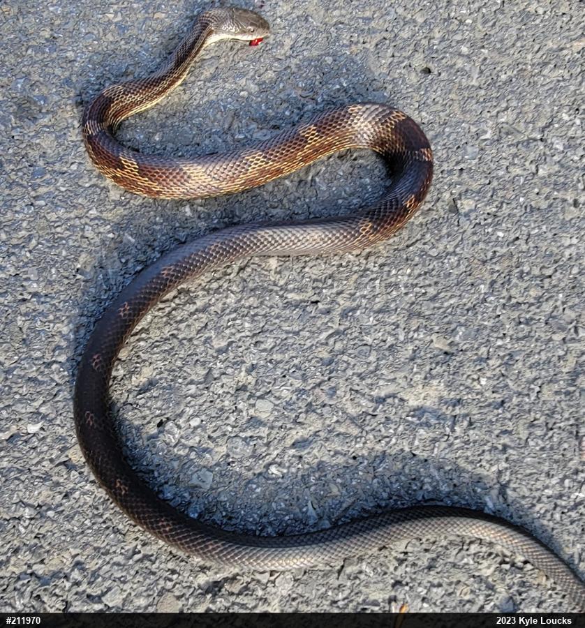 Eastern Ratsnake