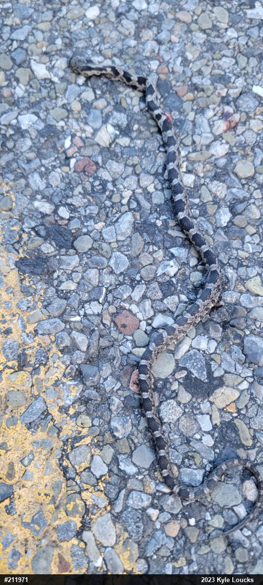 Eastern Ratsnake