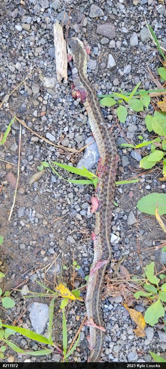 Eastern Gartersnake