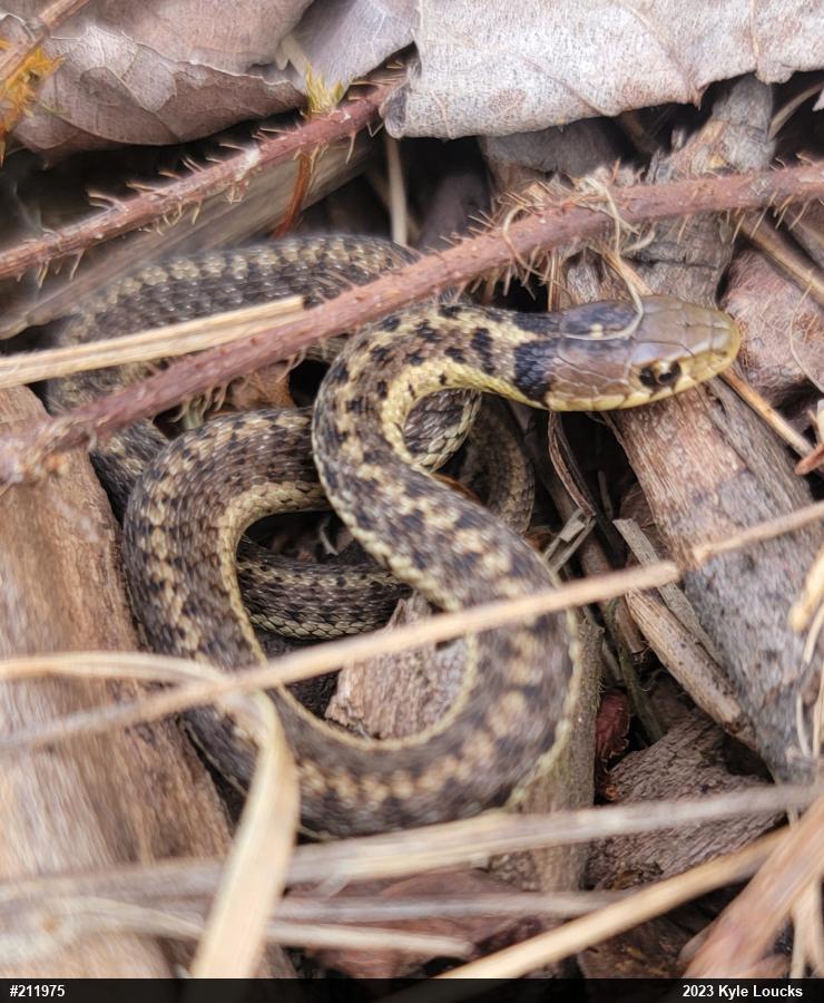 Eastern Gartersnake