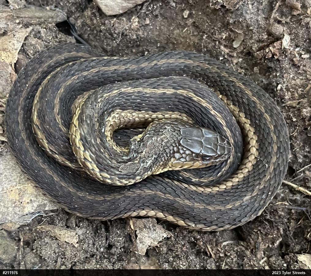 Eastern Gartersnake