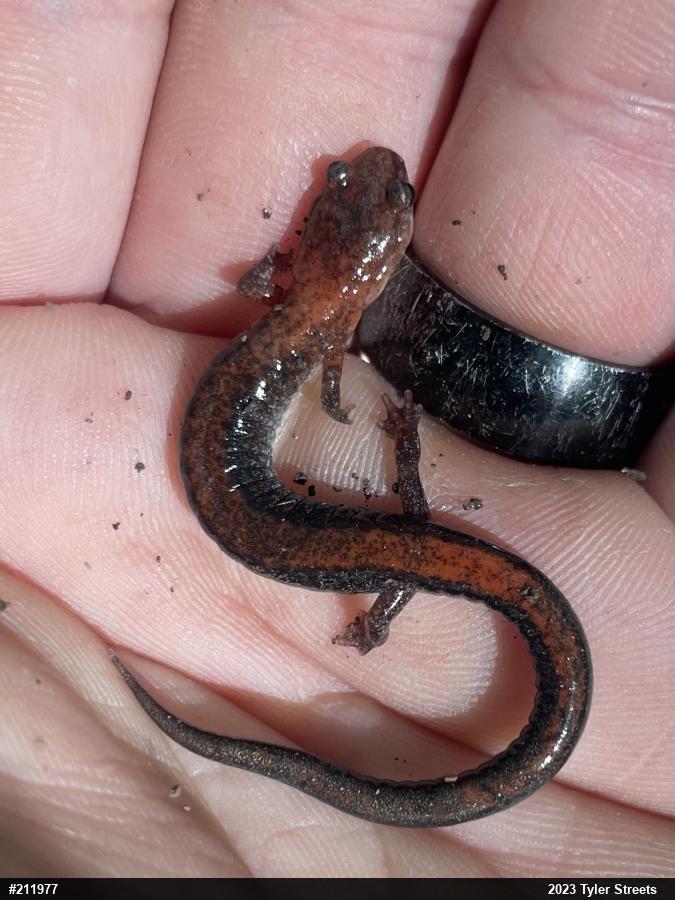 Eastern Red-backed  Salamander