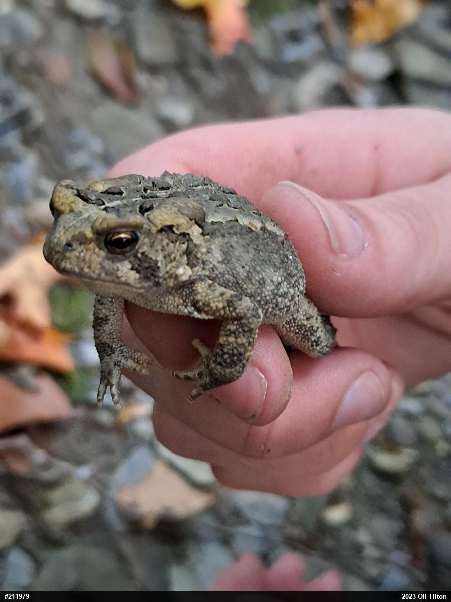 Eastern American Toad