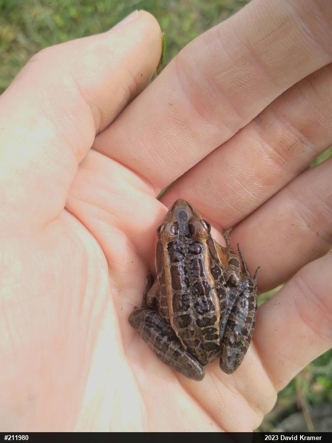 Pickerel Frog