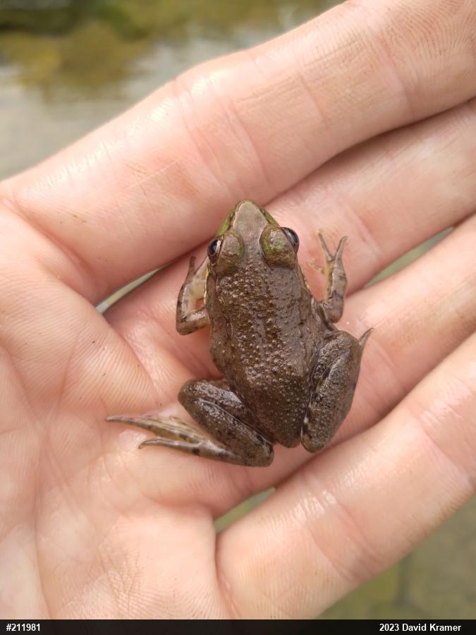 Green Frog