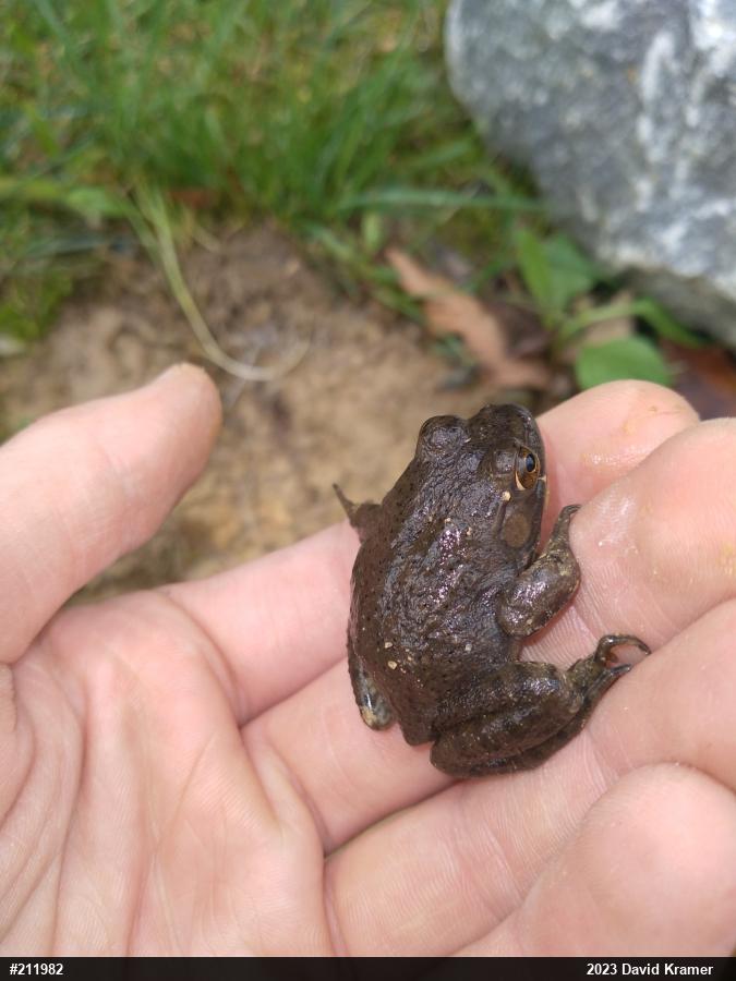 American Bullfrog