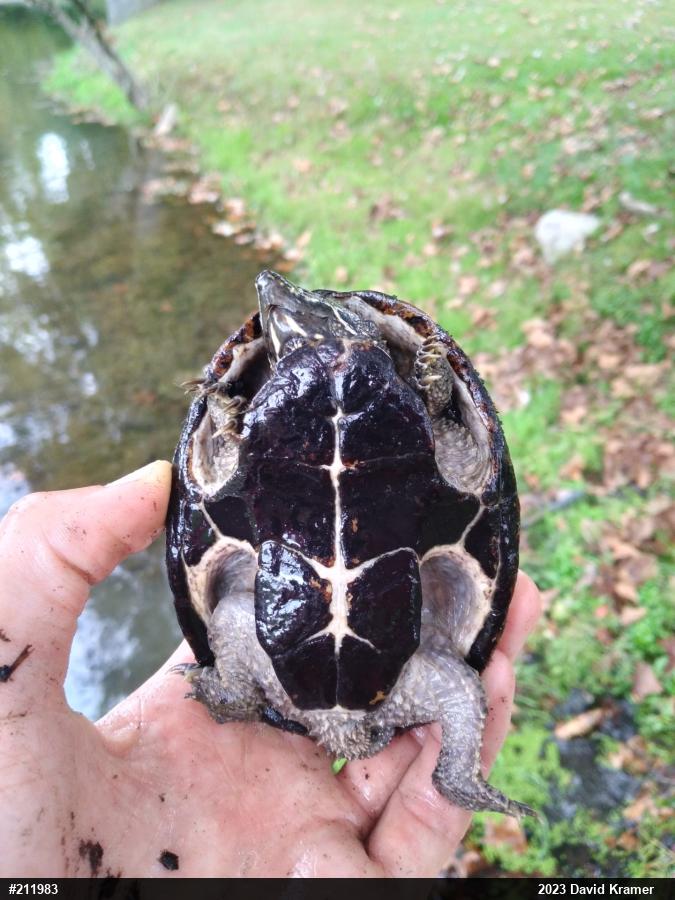 Eastern Musk Turtle