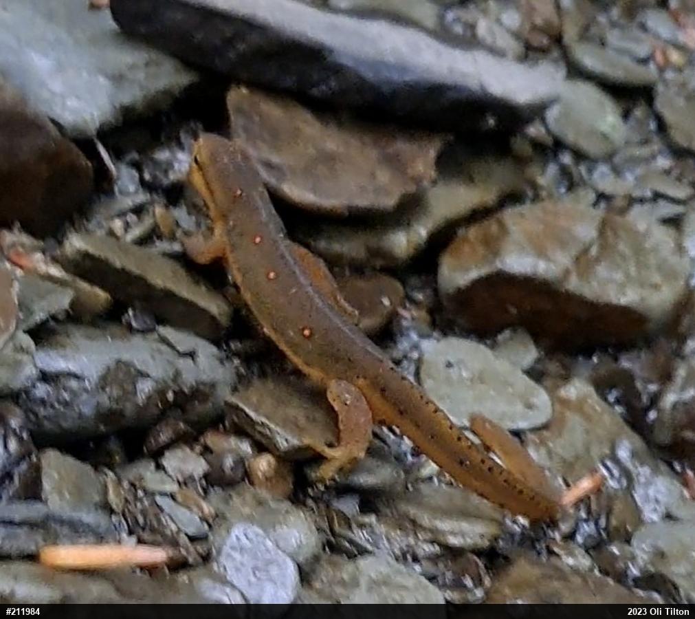 Red-spotted Newt