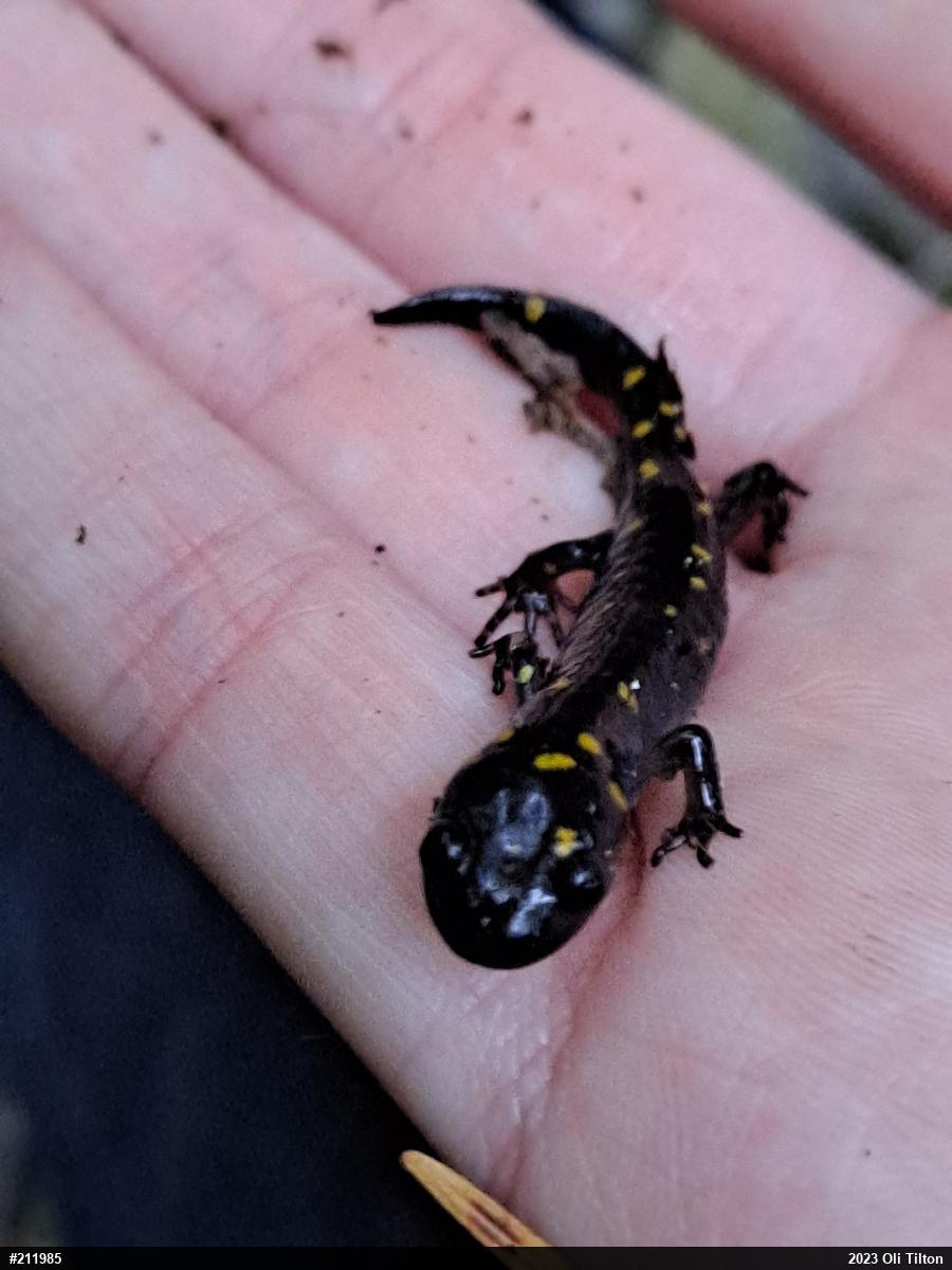 Spotted Salamander