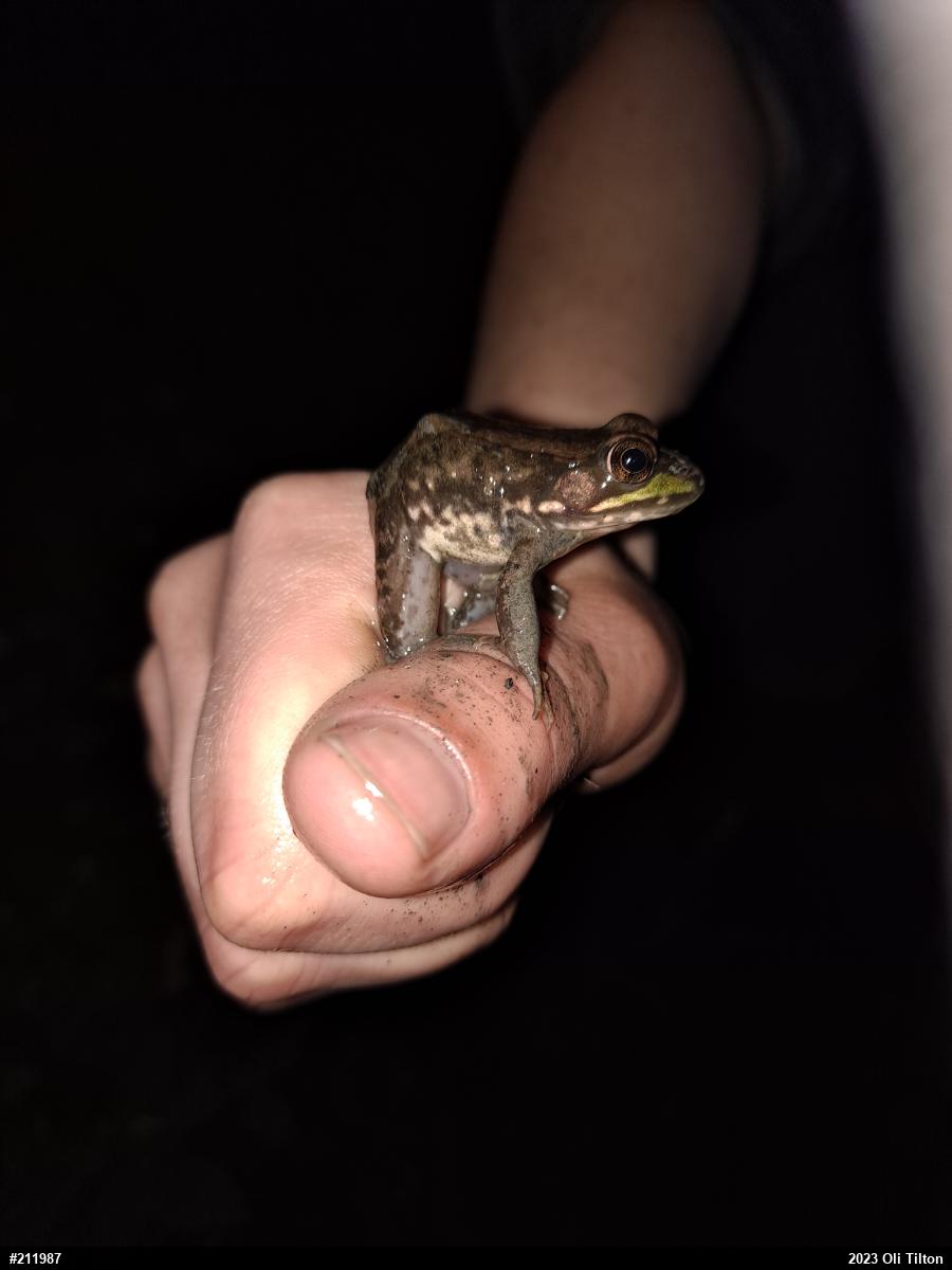 Green Frog