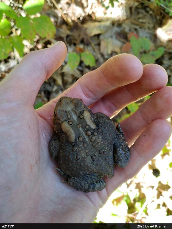 Eastern American Toad