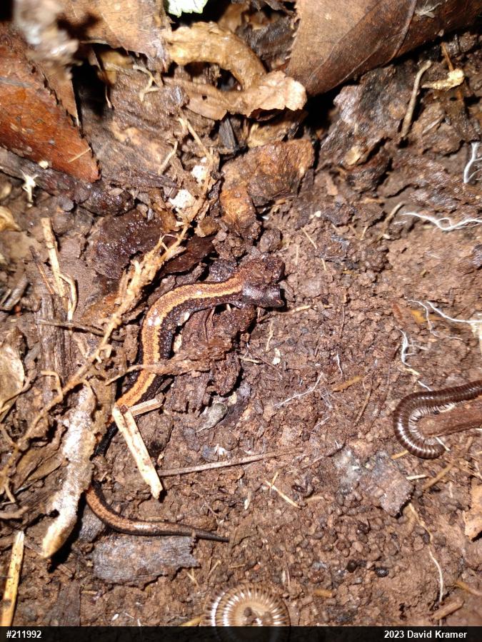 Eastern Red-backed  Salamander